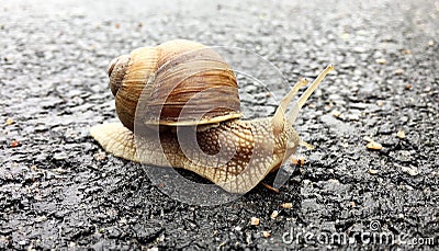 Small garden snail in shell crawling on wet road, slug hurry home Stock Photo