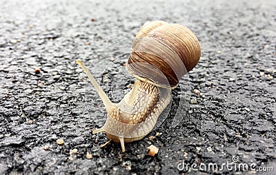 Small garden snail in shell crawling on wet road, slug hurry home Stock Photo
