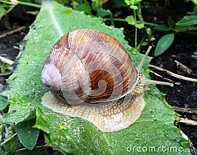 Small garden snail in shell crawling on wet road, slug hurry home Stock Photo