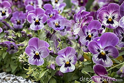 Small garden violets. Spring flowers Stock Photo