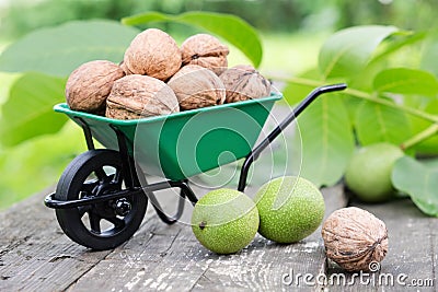 Small garden wheelbarrow full of walnuts, green nuts and leaves in garden. Stock Photo