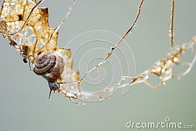 small gastropod on a climbing tour in a dry leaf, metaphor background, copy space Stock Photo