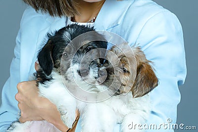 Small gentle puppies in the hands of a young woman Stock Photo