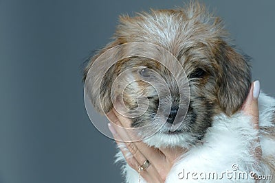 Small gentle puppy in the hands of a young woman Stock Photo