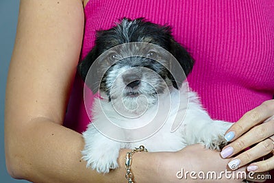 Small gentle puppy in the hands of a young woman Stock Photo