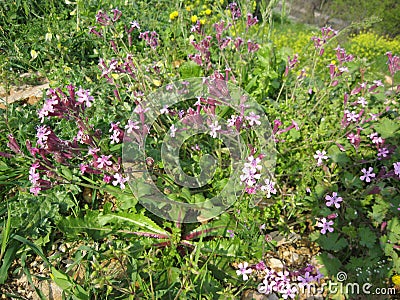 Small and gentle purple pink flowers Stock Photo