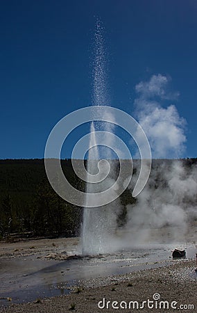 A Small Geyser Yellowstone National Park Stock Photo