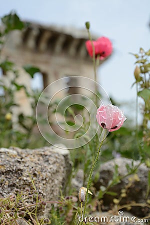 Happy mothers day,colorful flowers , small gift boxes, Stock Photo