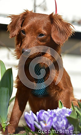 Small ginger dog of the Nevskaya Orchid breed Stock Photo