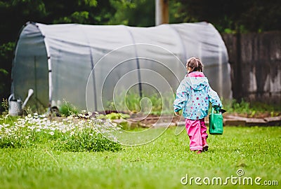 Small girl child is gardening and watering daisies in backyard. Stock Photo