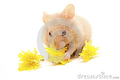Small golden hamster eating yellow flowers. Stock Photo