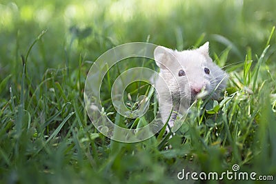 Small golden hamster in the grass Stock Photo