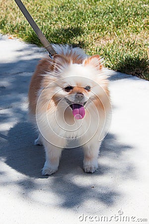 Small golden Pomeranian puppy dog with fluffy mane being walking outdoors Stock Photo