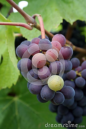 Small Grape Cluster Stock Photo