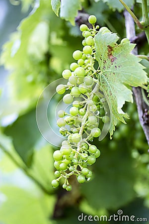 Small Grapes on a vine Stock Photo