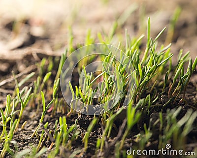 Small grass sprout in soil in nature Stock Photo