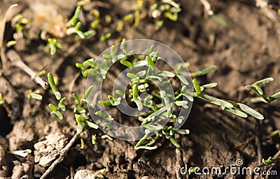 Small grass sprout in soil in nature Stock Photo