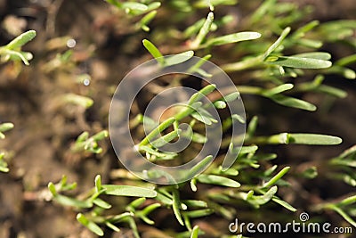 Small grass sprout in soil in nature Stock Photo