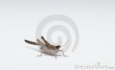 Small grasshopper front view closeup in white background stock photo Stock Photo