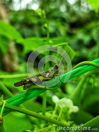 a small grasshopper perched on a bush Stock Photo