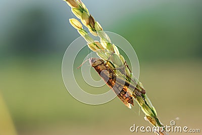 Small grasshoppers on the rice plant in nature Stock Photo
