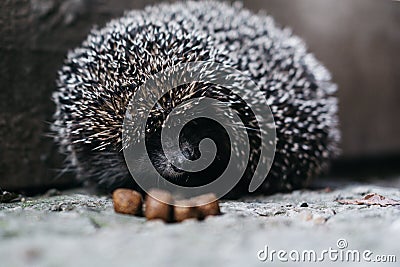 A small gray charming prickly hedgehog showed its sharp muzzle. Curious forest dweller in the light of day, hedgehog. A long-eared Stock Photo