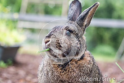 Small gray domestic bunny rabbit samples some fresh veggies in the garden as his mouth chews Stock Photo