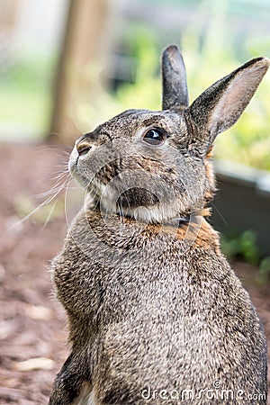 Small gray domestic bunny rabbit stands guard in the garden, portrait Stock Photo