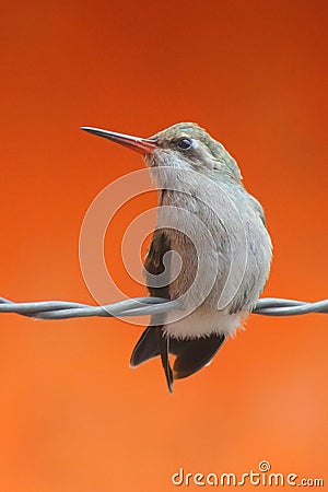 Small gray hummingbird as part of the urban nature in mexico city. II Stock Photo