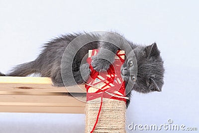 A small gray kitten climbs a homemade scratching post made of rope and rack. Sharpens claws, scratches furniture. Cat Stock Photo