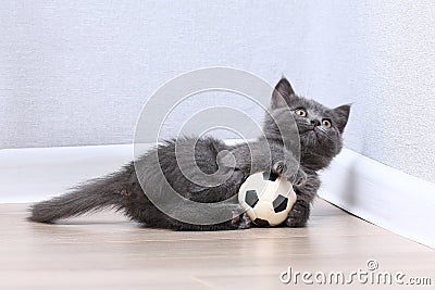 A small gray kitten plays with toy a soccer ball. Cat toys. Stock Photo