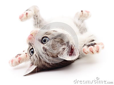 Small gray kitten. Stock Photo