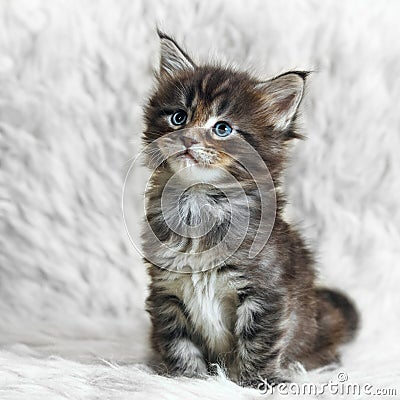 Small gray maine coon kitten on white background fur Stock Photo