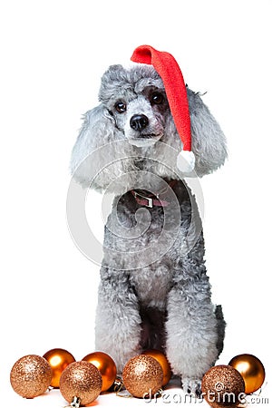 Small gray poodle with christmas decoration Stock Photo