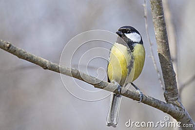 small great tit on the tree branche Stock Photo