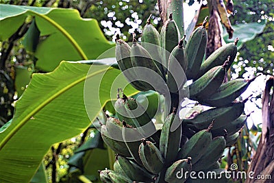 Small green bananas spotted in the Curi Cancha Reserve Stock Photo