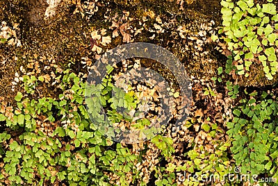 Small Green and Brown Leaves on Perfect Soil Ground Background Stock Photo