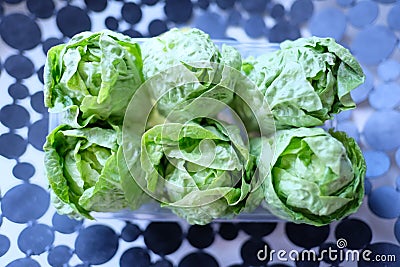 Small green cabbages of fresh Peking salad cabbage Stock Photo