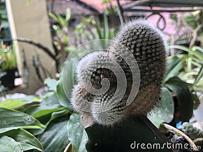 small green fresh cacti succu lent plant so many spike spikes Stock Photo