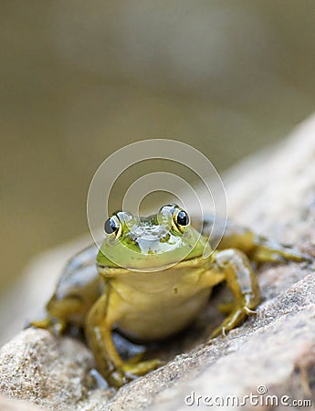 A small green frog sits on a large rock by a pond at dusk. Stock Photo