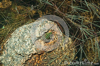 Small green frog on stone among water Stock Photo