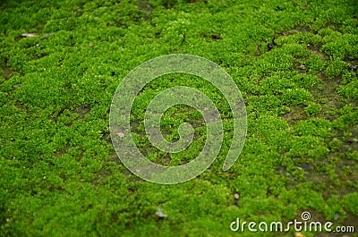 The green fungus on the way Stock Photo