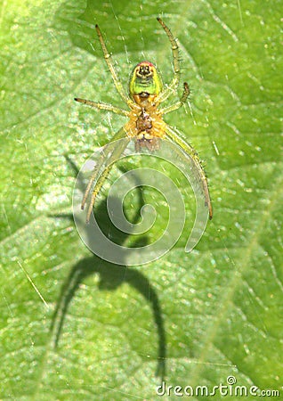 Small green garden spider casting a shadow Stock Photo