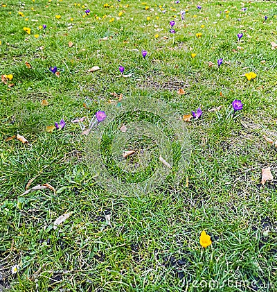 Small green grass field full of old fallen leaves and crocuses Stock Photo