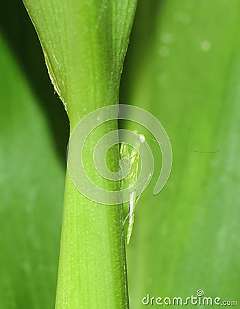 Small green grasshopper animal pest on green tree in garden Stock Photo