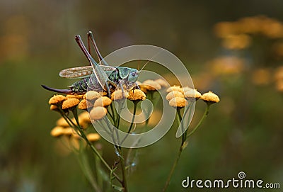 Small green grasshopper sits on yellow inflorescences of plant Stock Photo