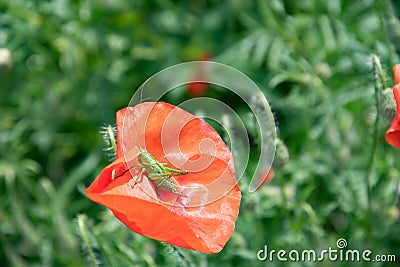 small green grasshopper sitting on scarlet blooming poppy in sunny summer day Stock Photo