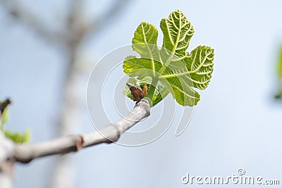 Small green leaf of Platanus acerifolia (plane tre Stock Photo