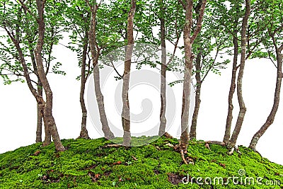 Small green leaf trees on moss covered ground, miniature bonsai Stock Photo