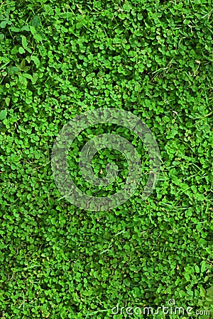 Small green leaves on ground. Close-up, top-down view of densely packed arrangement of small, round, green trees leaves. Repeating Stock Photo